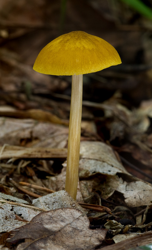 Pluteus leoninus